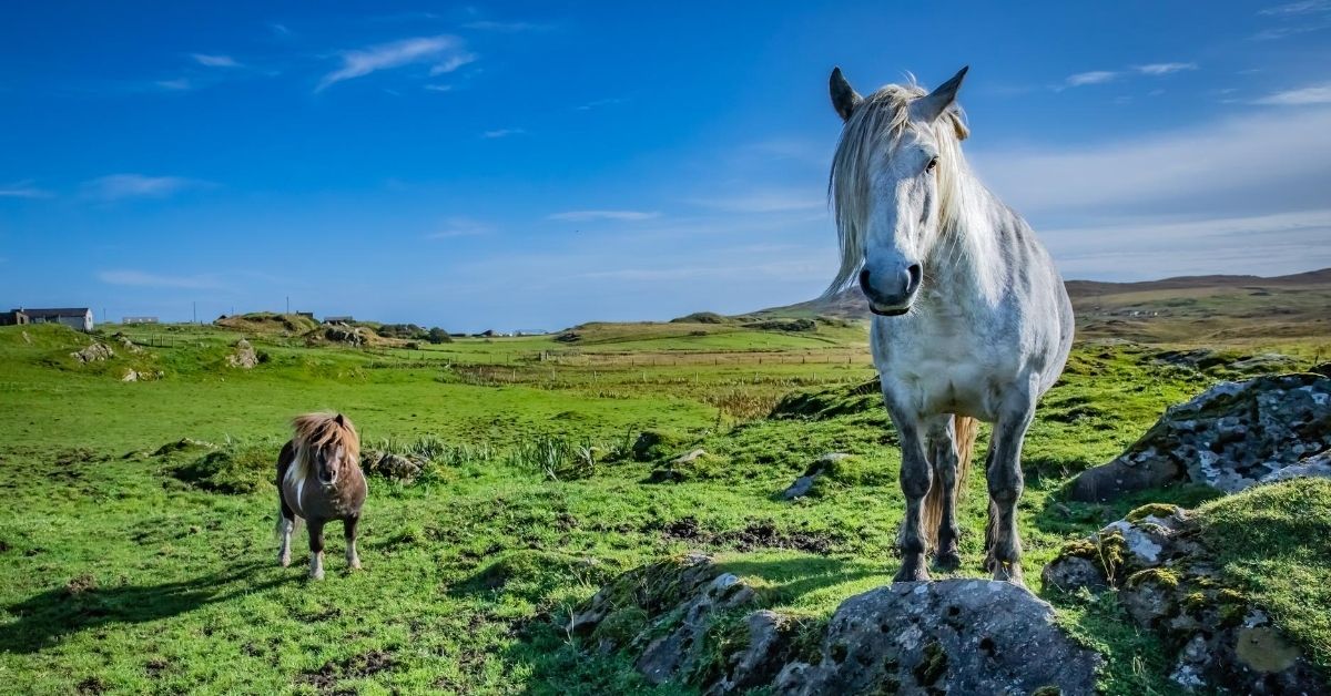 two shetland ponies with landscape of green grass and blue sky