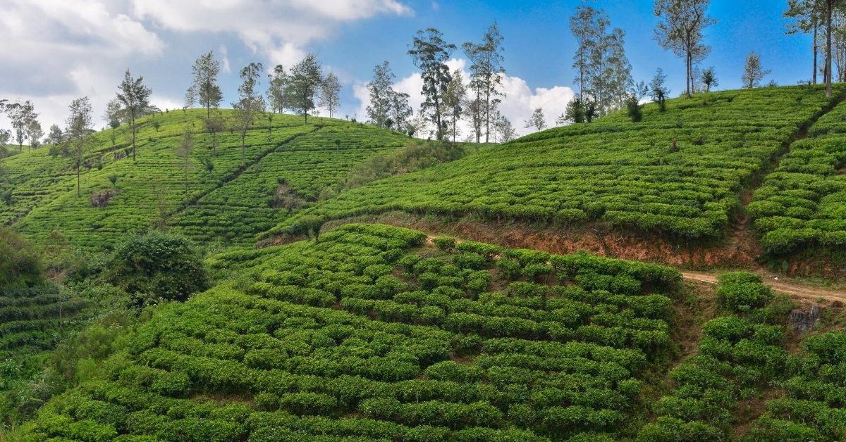green hills growing tea on mountains in Sri Lanka
