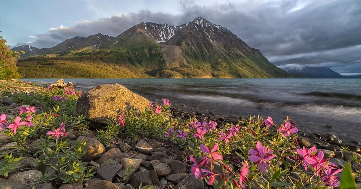 purplish-pink wildflowers peeking out from rocks in front of rocky beach and mountain lake in the Yukon Territory of Canada on overcast day with sun peeking through