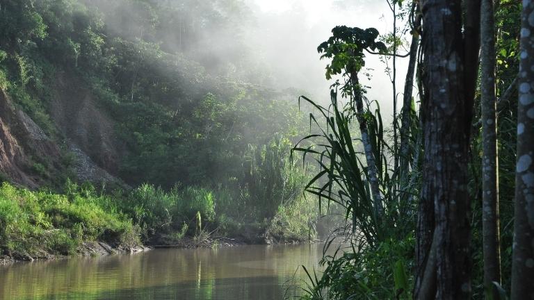 tambopata jungle amazon