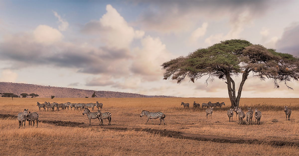 zebras surround a tree in the Serengeti