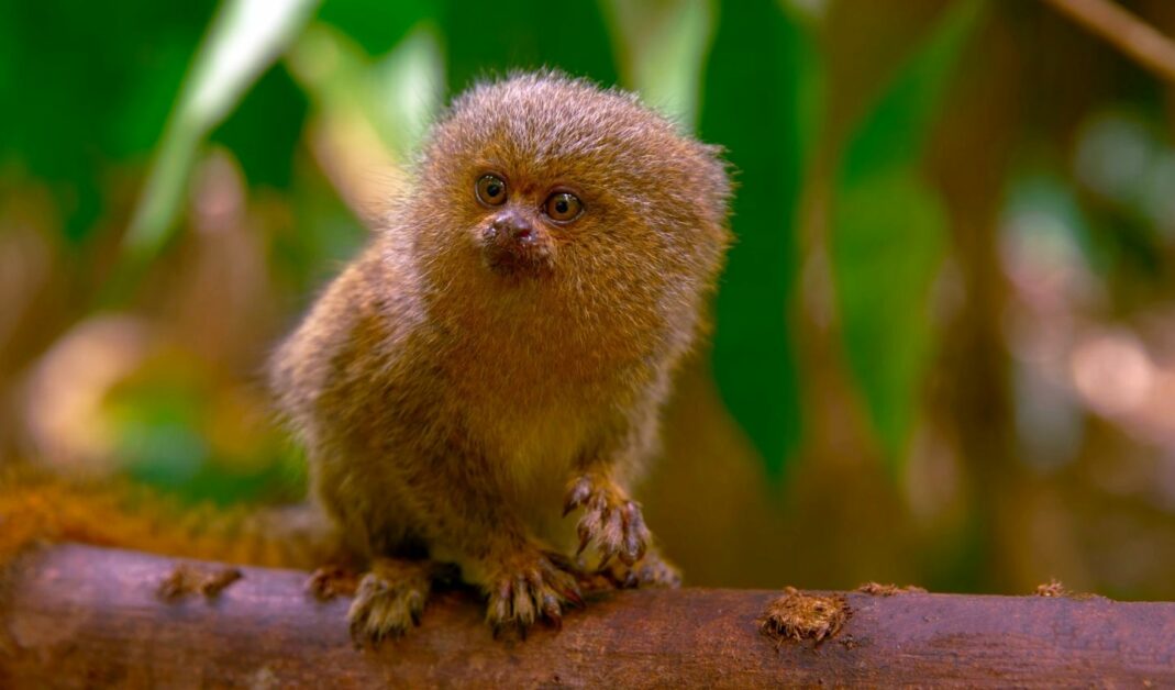 a very cute pygmy marmoset in the Amazon jungle of Peru