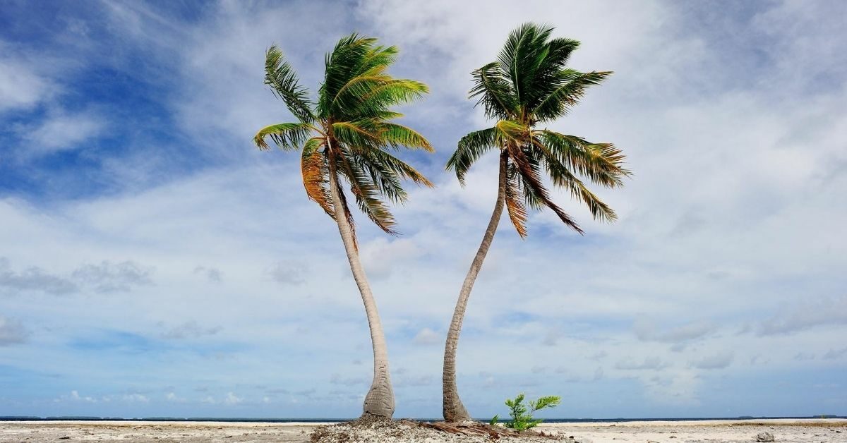 two tall palm trees on a beach with blue sky and white clouds