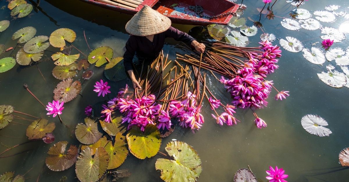 bird's eye view of woman pulling flowers amongst a pink water lily pond in Vietnam