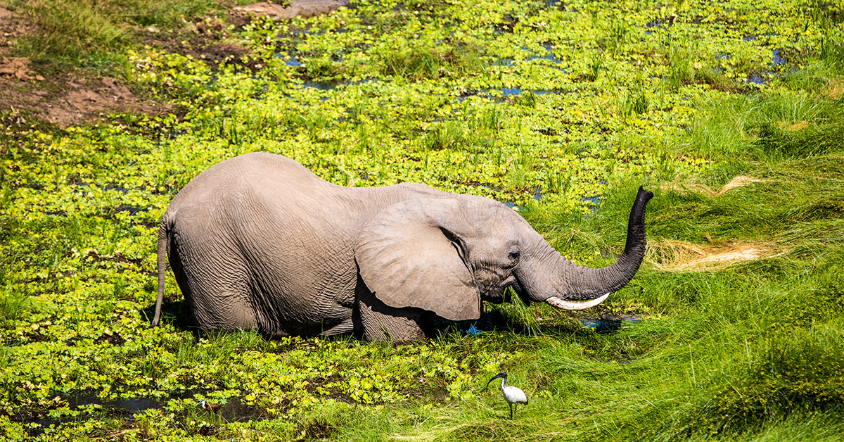 elephant in zambia surrounded by foliage with bird